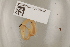  ( - NHMUK013388804)  @11 [ ] Unspecified (default): All Rights Reserved  Unspecified Unspecified