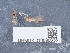  ( - NHMUK013698668)  @11 [ ] Unspecified (default): All Rights Reserved  Unspecified Unspecified