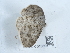 ( - NHMUK013698779)  @11 [ ] Unspecified (default): All Rights Reserved  Unspecified Unspecified