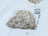  ( - NHMUK013698779)  @11 [ ] Unspecified (default): All Rights Reserved  Unspecified Unspecified
