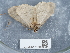  ( - NHMUK013699334)  @11 [ ] Unspecified (default): All Rights Reserved  Unspecified Unspecified