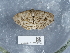  ( - NHMUK013699334)  @11 [ ] Unspecified (default): All Rights Reserved  Unspecified Unspecified