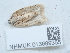  ( - NHMUK013699355)  @11 [ ] Unspecified (default): All Rights Reserved  Unspecified Unspecified