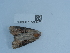  ( - NHMUK013699402)  @11 [ ] Unspecified (default): All Rights Reserved  Unspecified Unspecified