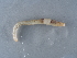  ( - NHMUK014022307)  @11 [ ] Unspecified (default): All Rights Reserved  Unspecified Unspecified