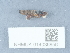  ( - NHMUK014036856)  @11 [ ] Unspecified (default): All Rights Reserved  Unspecified Unspecified
