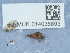  ( - NHMUK014036893)  @11 [ ] Unspecified (default): All Rights Reserved  Unspecified Unspecified