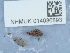  ( - NHMUK014036893)  @11 [ ] Unspecified (default): All Rights Reserved  Unspecified Unspecified