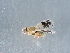  ( - NHMUK014036952)  @11 [ ] Unspecified (default): All Rights Reserved  Unspecified Unspecified