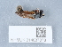  ( - NHMUK014037078)  @11 [ ] Unspecified (default): All Rights Reserved  Unspecified Unspecified