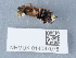  ( - NHMUK014037078)  @11 [ ] Unspecified (default): All Rights Reserved  Unspecified Unspecified