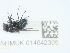  ( - NHMUK014042305)  @11 [ ] Unspecified (default): All Rights Reserved  Unspecified Unspecified