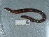  ( - NHMUK014043110)  @11 [ ] Unspecified (default): All Rights Reserved  Unspecified Unspecified