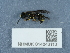  (Eumenes coarctatus coarctatus - NHMUK014043113)  @11 [ ] Unspecified (default): All Rights Reserved  Unspecified Unspecified