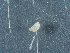  ( - NHMUK014043157)  @11 [ ] Unspecified (default): All Rights Reserved  Unspecified Unspecified