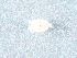  ( - NHMUK014043158)  @11 [ ] Unspecified (default): All Rights Reserved  Unspecified Unspecified
