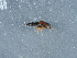  ( - NHMUK014400239)  @11 [ ] Unspecified (default): All Rights Reserved  Unspecified Unspecified