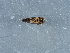  ( - NHMUK014400239)  @11 [ ] Unspecified (default): All Rights Reserved  Unspecified Unspecified