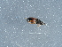  ( - NHMUK014400239)  @11 [ ] Unspecified (default): All Rights Reserved  Unspecified Unspecified