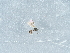  ( - NHMUK014425656)  @11 [ ] Unspecified (default): All Rights Reserved  Unspecified Unspecified