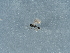  ( - NHMUK014425656)  @11 [ ] Unspecified (default): All Rights Reserved  Unspecified Unspecified