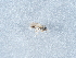  ( - NHMUK014425660)  @11 [ ] Unspecified (default): All Rights Reserved  Unspecified Unspecified