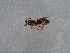  ( - NHMUK014433225)  @11 [ ] Unspecified (default): All Rights Reserved  Unspecified Unspecified