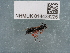  ( - NHMUK014433225)  @11 [ ] Unspecified (default): All Rights Reserved  Unspecified Unspecified