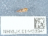  ( - NHMUK014433941)  @11 [ ] Unspecified (default): All Rights Reserved  Unspecified Unspecified
