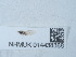 (Trioza alacris - NHMUK014438388)  @11 [ ] Unspecified (default): All Rights Reserved  Unspecified Unspecified