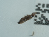  ( - NHMUK014438393)  @11 [ ] Unspecified (default): All Rights Reserved  Unspecified Unspecified
