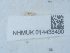  ( - NHMUK014438490)  @11 [ ] Unspecified (default): All Rights Reserved  Unspecified Unspecified