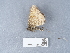  ( - NHMUK014438664)  @11 [ ] Unspecified (default): All Rights Reserved  Unspecified Unspecified