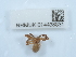  ( - NHMUK014438831)  @11 [ ] Unspecified (default): All Rights Reserved  Unspecified Unspecified