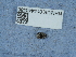  (Anthrenus sarnicus - NHMUK014440488)  @11 [ ] Unspecified (default): All Rights Reserved  Unspecified Unspecified