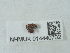  ( - NHMUK014440702)  @11 [ ] Unspecified (default): All Rights Reserved  Unspecified Unspecified
