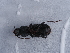  ( - NHMUK014444566)  @11 [ ] Unspecified (default): All Rights Reserved  Unspecified Unspecified