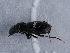  ( - NHMUK014444566)  @11 [ ] Unspecified (default): All Rights Reserved  Unspecified Unspecified