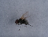 ( - NHMUK014444625)  @11 [ ] Unspecified (default): All Rights Reserved  Unspecified Unspecified