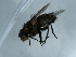  ( - NHMUK014446980)  @11 [ ] Unspecified (default): All Rights Reserved  Unspecified Unspecified