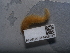  ( - NHMUK014449383)  @11 [ ] Unspecified (default): All Rights Reserved  Unspecified Unspecified