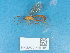  ( - NHMUK014451591)  @11 [ ] Unspecified (default): All Rights Reserved  Unspecified Unspecified