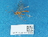  ( - NHMUK014451600)  @11 [ ] Unspecified (default): All Rights Reserved  Unspecified Unspecified
