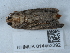  (Helotropha leucostigma - NHMUK014453292)  @11 [ ] Unspecified (default): All Rights Reserved  Unspecified Unspecified