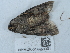  ( - NHMUK014453301)  @11 [ ] Unspecified (default): All Rights Reserved  Unspecified Unspecified