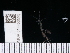  ( - NHMUK014453593)  @11 [ ] Unspecified (default): All Rights Reserved  Unspecified Unspecified