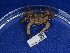  ( - NHMUK014453606)  @11 [ ] Unspecified (default): All Rights Reserved  Unspecified Unspecified