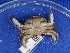  ( - NHMUK014453606)  @11 [ ] Unspecified (default): All Rights Reserved  Unspecified Unspecified