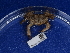  ( - NHMUK014453606)  @11 [ ] Unspecified (default): All Rights Reserved  Unspecified Unspecified