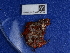  (Ophlitaspongiinae - NHMUK014453610)  @11 [ ] Unspecified (default): All Rights Reserved  Unspecified Unspecified